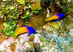 Fairy Basslets seen in Grand Cayman August 2008.  Photo t... by Bonnie Conley 